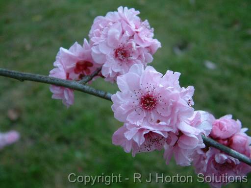 Prunus semi-double flower 